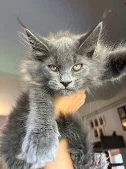 Mainská mývalí kočka s PP