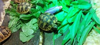Testudo hermanni NZ 08/2025 - želva zelenavá