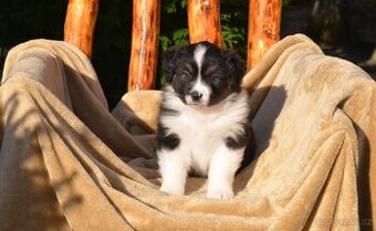 Australský ovčák - štěňátka s PP