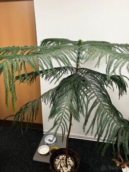 Pokojová jedlička – Araukárie (Araucaria heterophylla)