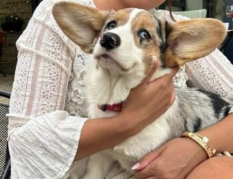 Wels Corgi Cardigan s PP