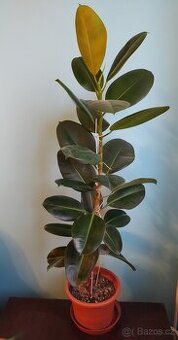 FÍKUS PRYŽODÁRNÝ-výška 140cm