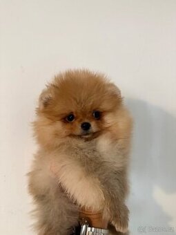 POMERANIAN S PP FCI - ch.s. z Malebného povltaví