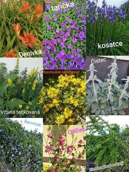 Trvalky a semena rostlin