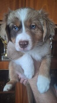 Miniaturní americký ovčák