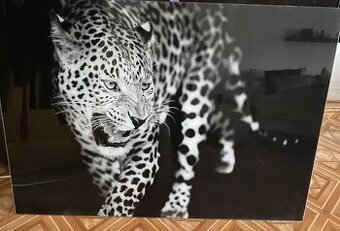 Skleněný obraz gepard - nový