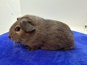 Morče hladké samička aguti černá/bílá s PP - 1