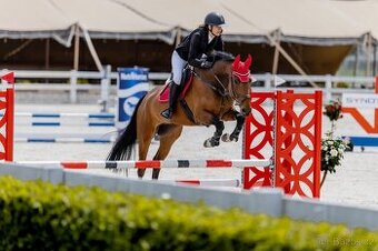 6ti letý spolehlivý valach