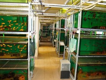 MODERNÍ ODCHOVNA AKVARIJNÍCH RYB ZA SYMBOLICKOU CENU