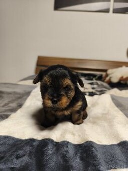 Jorkšírský teriér