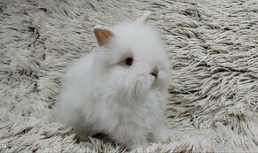 Zakrslý králík,králíček-(TEDDY)-JASMÍNA-PŘEDBĚŽNÁ REZERVACE