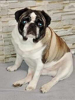 Obrázek k inzerátu: Mops