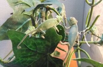 Chameleon jemenský, 3 měsíce a Terárium nové. Předání Praha
