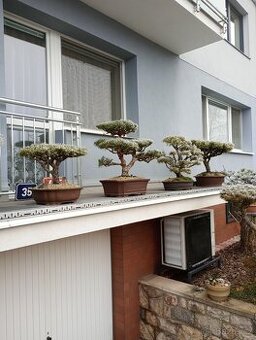 Bonsai borovice lesní (Pinus sylvestris compressa)