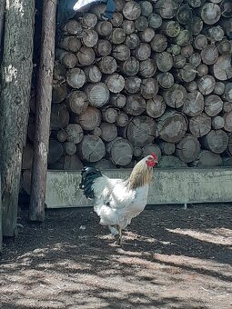 Kohouti
