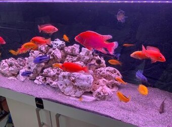 Akvarium včetně tlamovcu