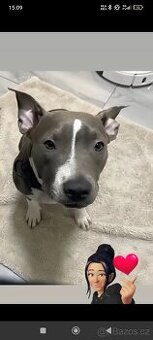 Staford - Psí slečna 1,5 roků