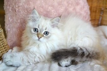 Mazlivý kocourek s PP