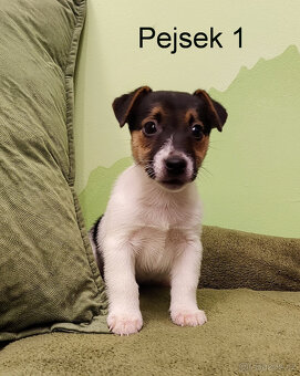 Jack russell terier
