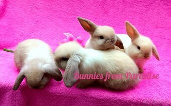 PLYŠOVÍ BERÁNCI HLEDAJÍ NOVÝ DOMOV ❤️❤️❤️