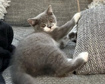 Britská modrá koťátko - 1