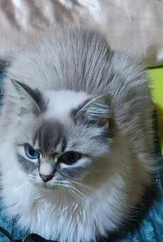 Ragdoll bez PP kočička 4 roky - 1