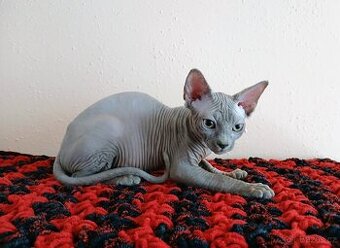Kanadský sphynx PP