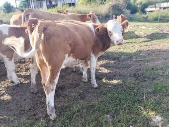 Koupím jalovice do chovu