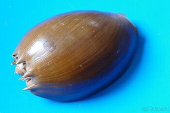 Melo nusantara 2 - /Dharma 2023/  