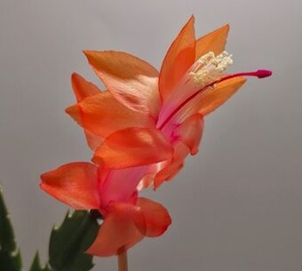 Schlumbergera - Vánoční kaktus: Thor NOID (řízek)