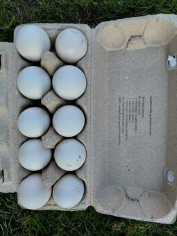 Násadová vajíčka-vlaška koroptví