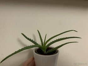 Aloe vera - 1