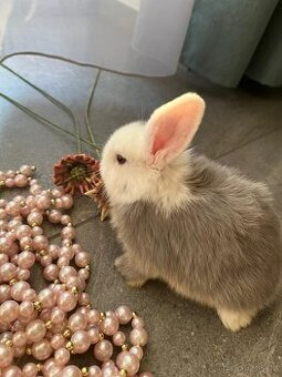 Mini Lop miminka