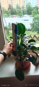 Filodendron