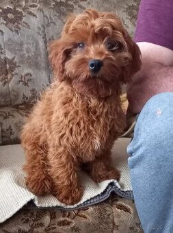 Cavapoo
