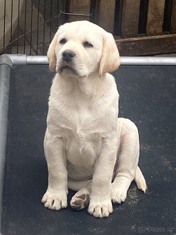 Labradorský retriever - štěňátka s Průkazem Původu