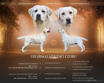 Labradorský retriever - štěňátka s Průkazem Původu