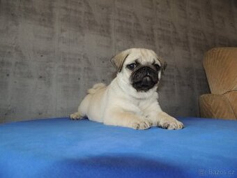 MOPS s PP. - 1