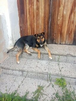 Dohodu po telefonu fenka 🐕