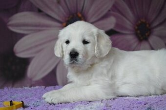 Zlatý retriever s PP - štěňata