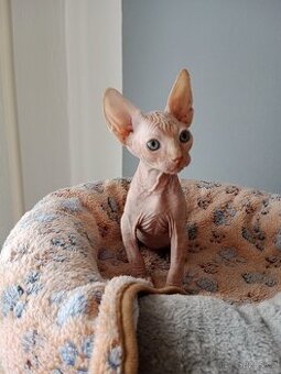 Kocourek kanadský sphynx bez PP