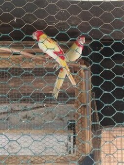 Prodej rozel rubino a korel