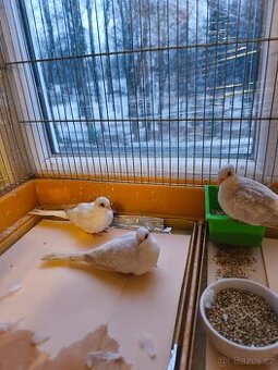 Holoubek diamantový briliantový