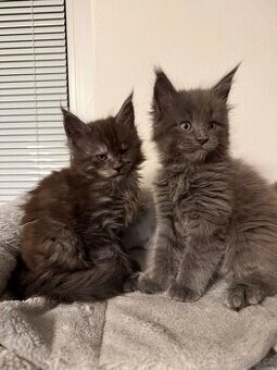 Mainská mývalí koťata