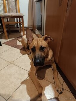 Daruji křížence belgického ovčáka