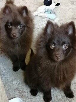 Německý špic malý hnědý