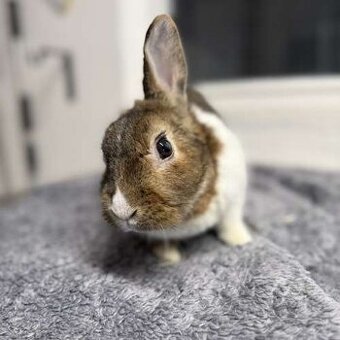 Muffinka, zakrslý králíček