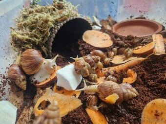 Achatina / africký šnek / oblovka - DARUJI