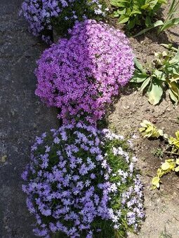 Phlox trvalka do zahrady