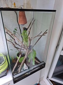 Chameleon